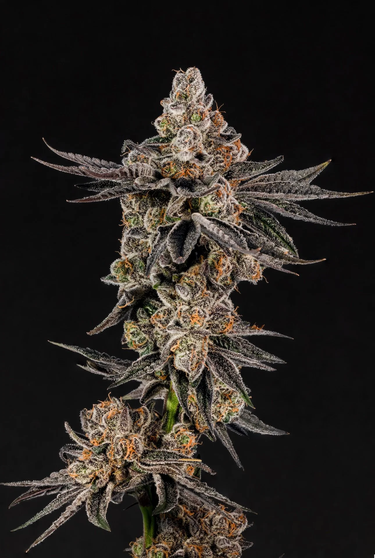 Genetics | Tap Root Fields Cannabis